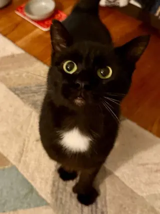 Moet’ the polydactyl