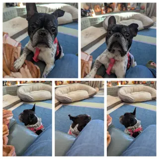 Chester