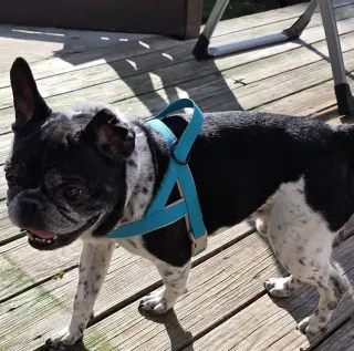 Chester