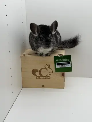 Morgan