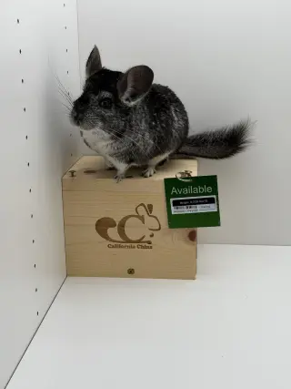 Morgan