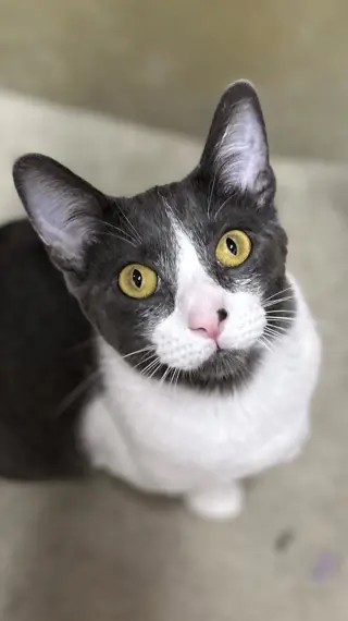 Moe