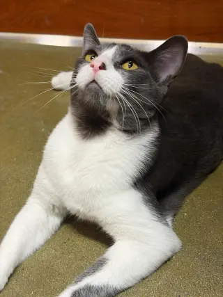 Moe