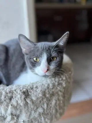 Moe