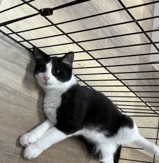 WALKER
