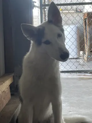 Timber