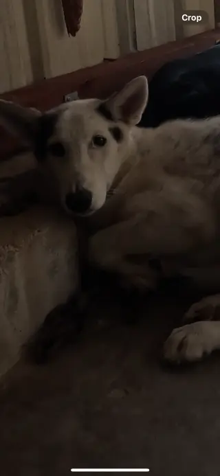 Timber