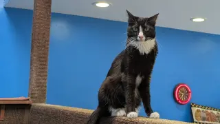 Isa