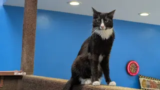 Isa