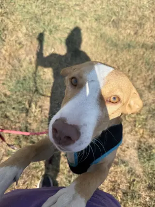 Dobby