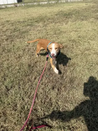 Dobby