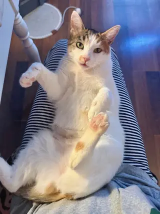 Petunia