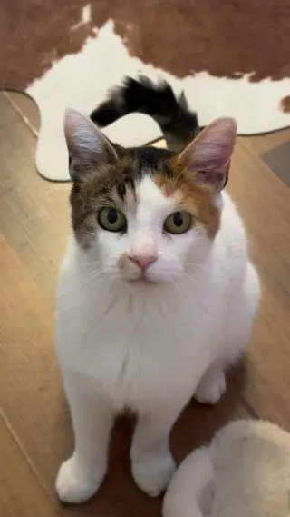 Petunia