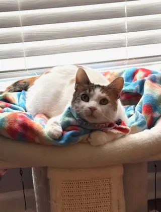 Petunia