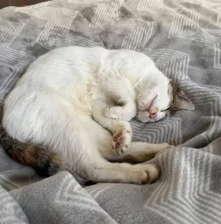 Petunia
