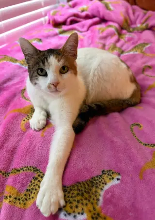 Petunia