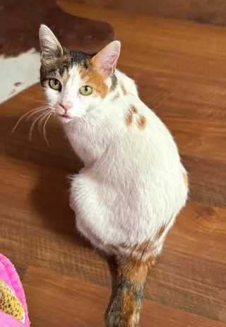Petunia