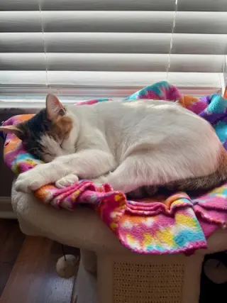 Petunia