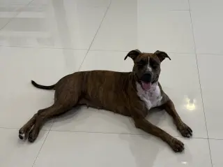 COURTESY POST: Canela