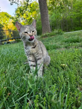 Willow