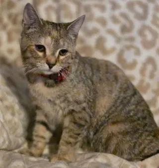 Willow