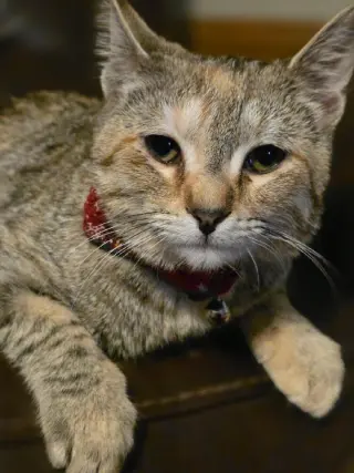 Willow