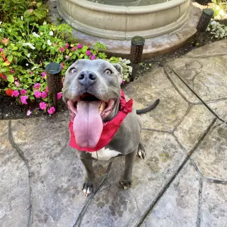 Gigi