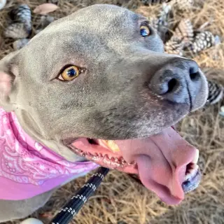 Gigi