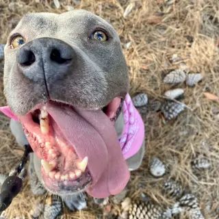 Gigi