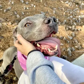 Gigi