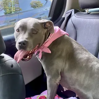 Gigi