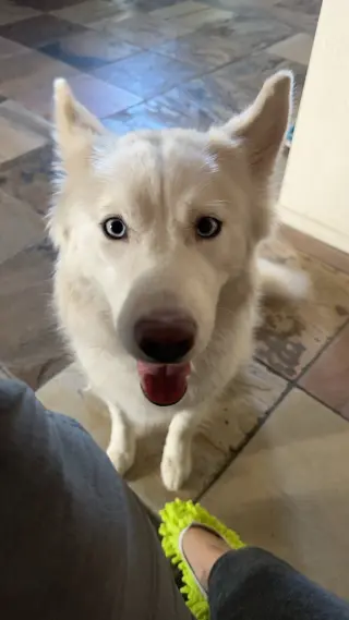SUKI #4