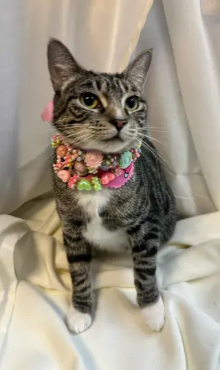 angelina