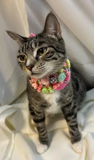 angelina