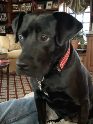 Chloe