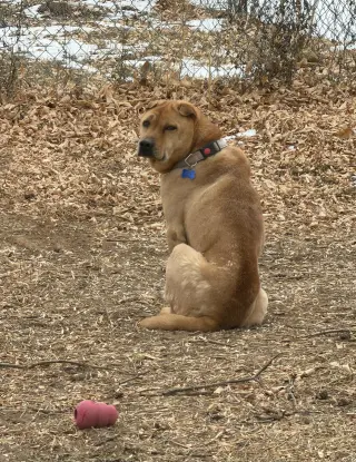 Bubba