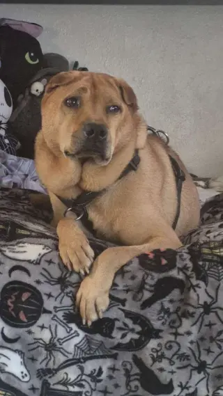 Bubba