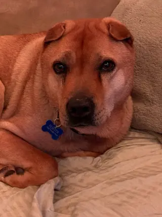 Bubba