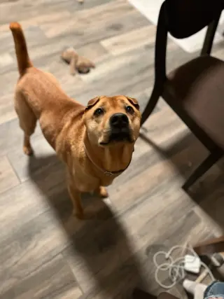 Bubba