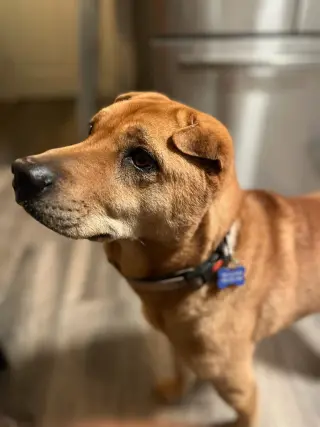 Bubba