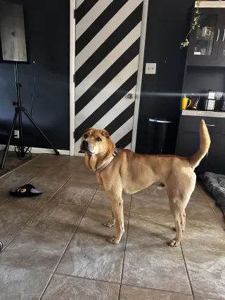 Bubba