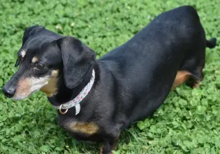 Dixie in TN (looking for a forever foster)