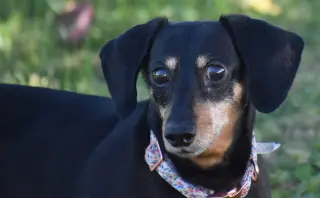 Dixie in TN (looking for a forever foster)