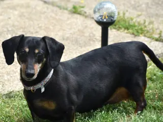 Dixie in TN (looking for a forever foster)