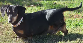Dixie in TN (looking for a forever foster)