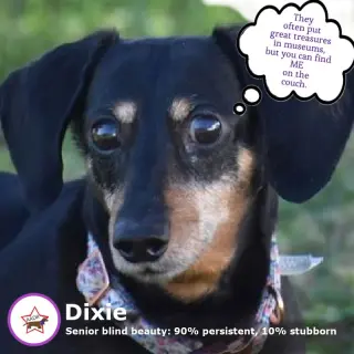 Dixie in TN (looking for a forever foster)