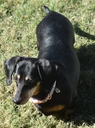 Dixie in TN (looking for a forever foster)