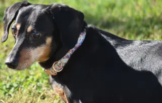 Dixie in TN (looking for a forever foster)