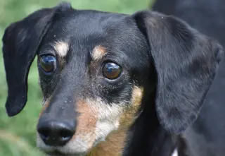 Dixie in TN (looking for a forever foster)