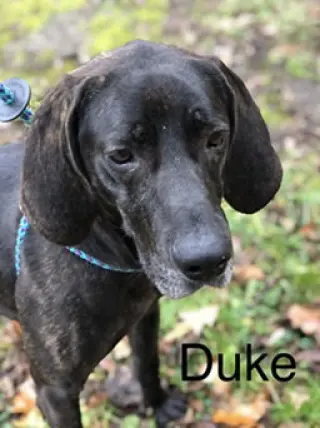 Duke